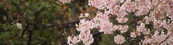 一足早いお花見 イメージ